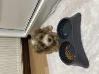 Yavru morkie eğitimli aşıları tam