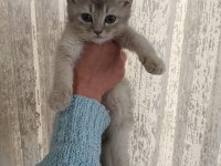 British shorthair bebekler