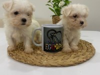 Muhteşem Teacup Maltese Bebekler
