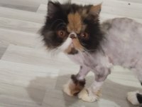 Egzotic persian longhair dişi