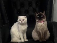 Tatlı Siyam Scottish Fold İran Yav. Ailelerini Arıyor