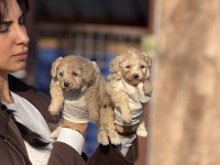 Maltipoo bebeklerimiz