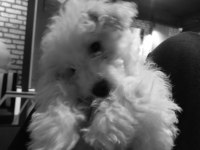 Yavru maltipoo köpeği 3 aylık
