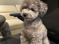 Nadir Irk Garantili Silver Toy Poodle Bebekler