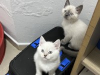 Sağlık garantili british shorthair yavruları