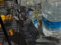 Chinchilla 4 Aylık
