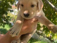 Kaliteli Golden Retriever Yavrularimiz