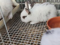 Yavru tavşan sütten yeni kesildi