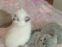 Gerçek bir dost kediyse istediğiniz tamda doğru yerdesiniz