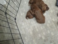 Kore kan poodle