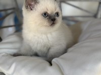 Üst kalite top kafa erkek british shorthair yavrumuz