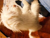 Maltipoo 4 aylık