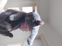 3.5 aylık british shorthair