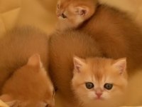 British Shorthair Golden Ny 12 Yavrular