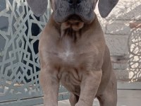 Saf kan mükemmel cane corso yavrular