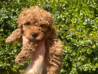 Toy Poodle 0 Numara