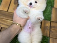 Tecup pomeranian boo yavrular