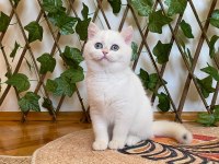 Golden NY1233 Dişi British Shorthair Golden