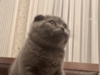 02.02 Doğumlu Scottish Fold Yavrularımız