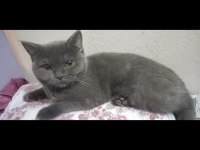 6 aylık yavru sahiplendirilecektir british longhair