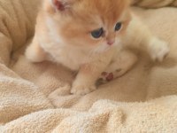 Golden safkan şecereli anne baba yavru kediler