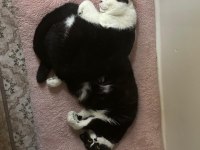 Ücretsiz bitter british shorthair kardeşler