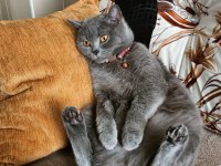 15 aylık british shorthair