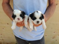 Ev ortamında bakılan kendi köpeğimizin yavruları