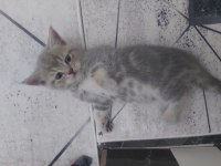 BRİTİSH MİNNOŞLARIMA ÖMÜRLÜK YUVALARINI ARIYORUM
