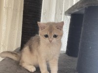 Saf kan british shorthair golden Cy 12