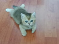 Safkan British Shorthair Yavrular