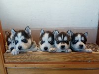MASKELİ MAVİ GÖZLÜ SAFKAN HUSKY YAVRULAR