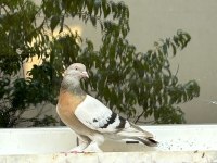 Erkek Sarı Mardin Güvercin