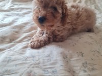 Apricot renk poodle