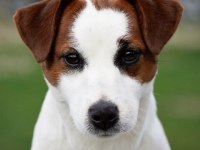 Safkan Tr de nadir Jack Russell 120 günlük ERKEK