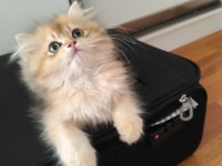 NY11 Golden British Longhair Yavru