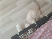 Scottish fold dişi ve erkek yavrular