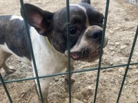 Fransız Bulldog Köpeği Dişi