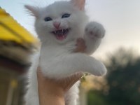 Birbirinden Sevecen 3 Tane Van Kedisi