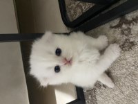 Scottish fold yavrular