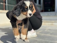 Yarışma düzeyinde bernese yavrularımız 