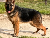 Şecereli Alman Çoban Köpeği