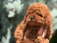TOY POODLE KÖPEĞİMİZ