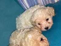 1.5 Aylık teacup maltipoo yavrularımız