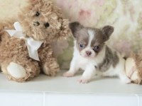 Xs Mini Dişi Erkek Chihuahua Yavrularımız