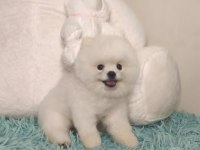 Pomeranian boo 7 aylık erkek