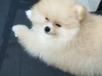 Aile Aranıyor: Sevimli Pomeranian Yavrusu Cookie