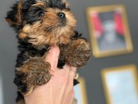Baby Face Maltipoo Yavrular Sahiplendirmeye Açıktır