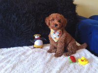 Yakışıklı Poodle Prens