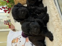 Nadir bulunan siyah Poodle